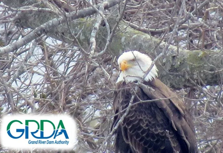 Bald Eagle at Grand Lake - GRDA